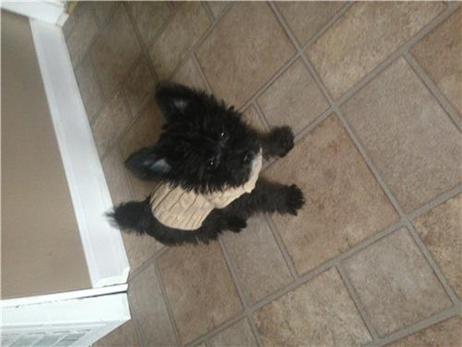 Joey - Morkie Puppy For Sale Premier Pups Joey - Morkie Puppy For Sale Premier Pups