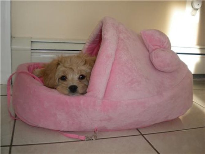 Lola - Cavapoo Puppy For Sale Premier Pups Lola - Cavapoo Puppy For Sale Premier Pups