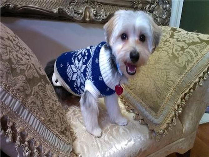 Crosby - Morkie Puppy For Sale Premier Pups Crosby - Morkie Puppy For Sale Premier Pups