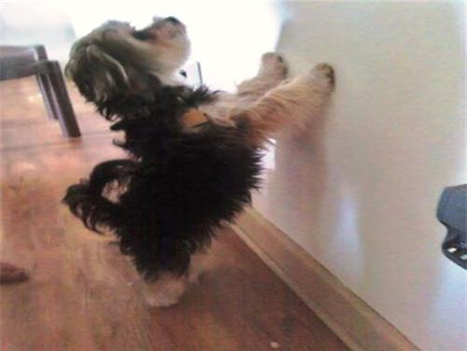 Snickers (Johnny) - Morkie Puppy For Sale Premier Pups Snickers (Johnny) - Morkie Puppy For Sale Premier Pups