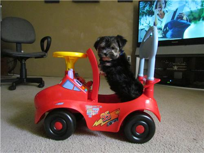 Michael nka Remi - Morkie Puppy For Sale Premier Pups Michael nka Remi - Morkie Puppy For Sale Premier Pups