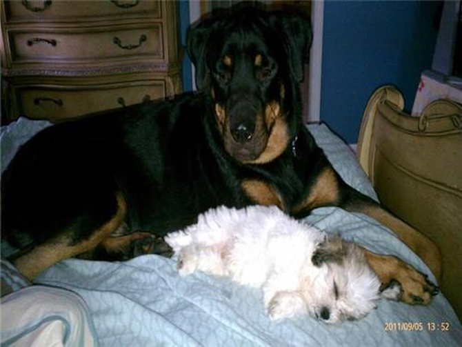 Murphy - Teddy Bear Puppy For Sale Premier Pups Murphy - Teddy Bear Puppy For Sale Premier Pups