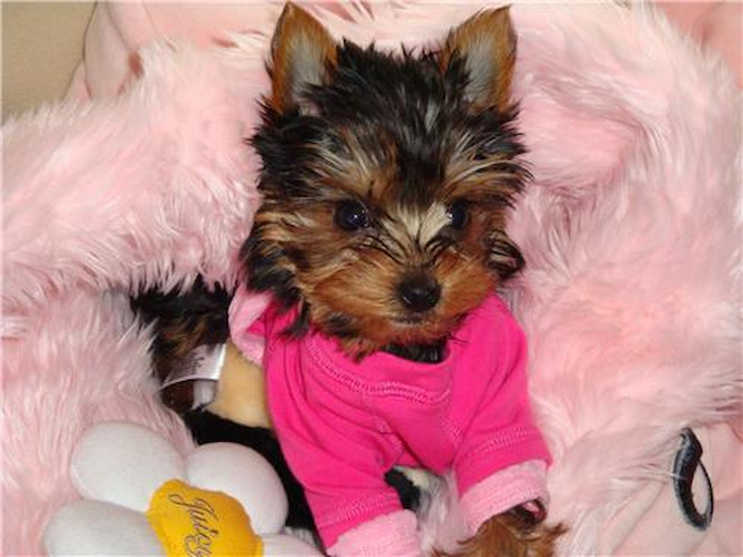 Juicy (formerly Victoria) - Yorkshire Terrier Puppy For Sale Premier Pups Juicy (formerly Victoria) - Yorkshire Terrier Puppy For Sale Premier Pups
