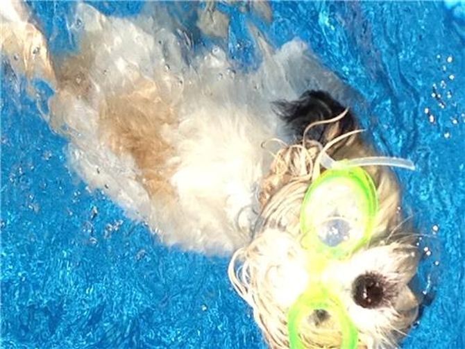 Stella - Parti Morkie Puppy For Sale Premier Pups Stella - Parti Morkie Puppy For Sale Premier Pups