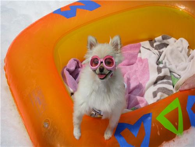 Ellie Belle - Pomeranian Puppy For Sale Premier Pups Ellie Belle - Pomeranian Puppy For Sale Premier Pups