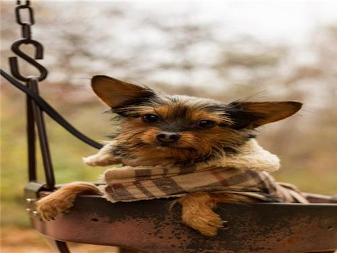 Cooper - Chorkie Puppy For Sale Premier Pups Cooper - Chorkie Puppy For Sale Premier Pups