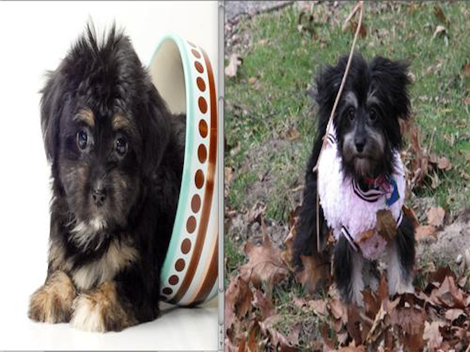 Bella - Havanese Puppy For Sale Premier Pups Bella - Havanese Puppy For Sale Premier Pups