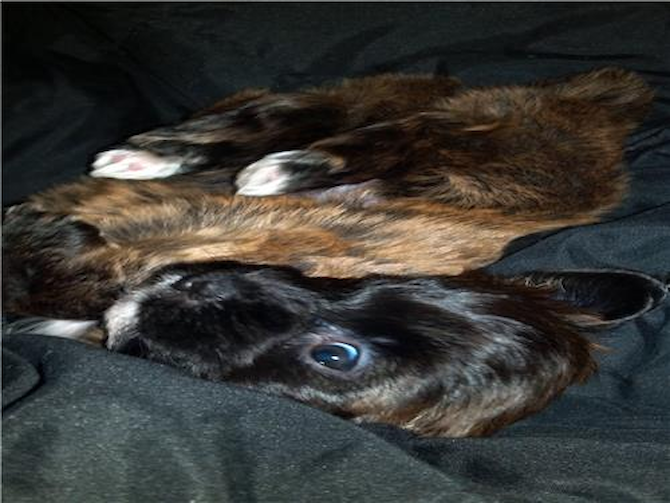Phobe (was Jess) - Yorkie Poo Puppy For Sale Premier Pups Phobe (was Jess) - Yorkie Poo Puppy For Sale Premier Pups