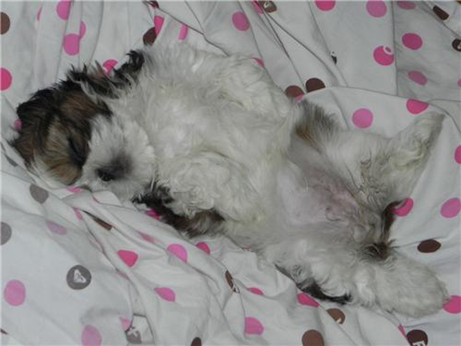 Bailey - Shih Tzu Puppy For Sale Premier Pups Bailey - Shih Tzu Puppy For Sale Premier Pups