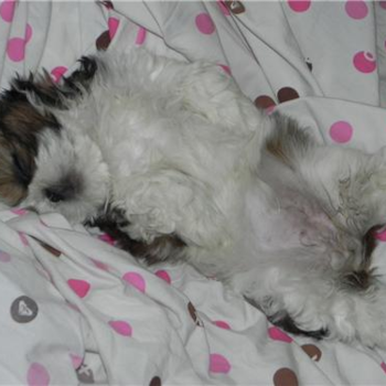 Bailey, a Shih Tzu puppy from michigan 