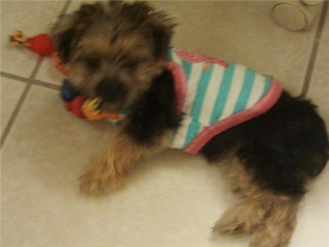 Trixie - Morkie Puppy For Sale Premier Pups Trixie - Morkie Puppy For Sale Premier Pups