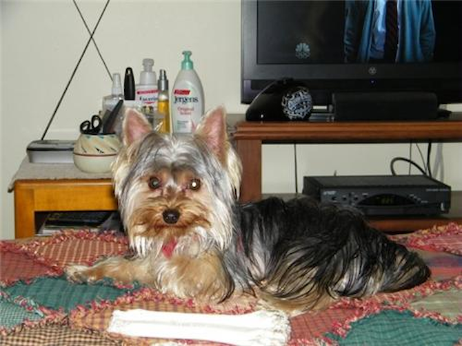 Ted - Yorkshire Terrier Puppy For Sale Premier Pups Ted - Yorkshire Terrier Puppy For Sale Premier Pups