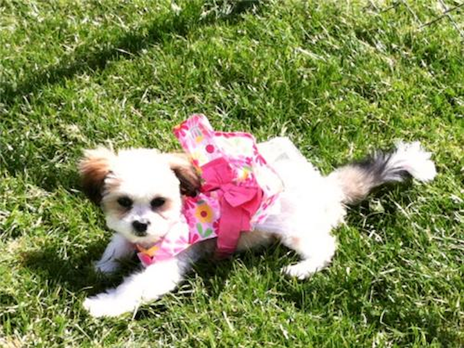 Bella - Teddy Bear Puppy For Sale Premier Pups Bella - Teddy Bear Puppy For Sale Premier Pups