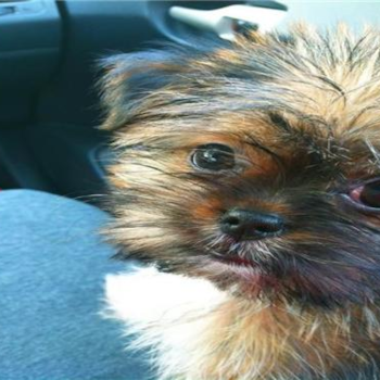 carebear, a Shorkie puppy from grasonville maryland