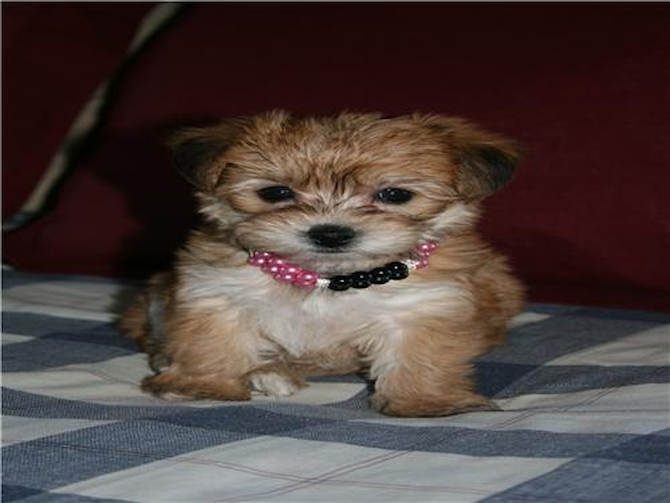 Tia (formerly "Lauren") - Morkie Puppy For Sale Premier Pups Tia (formerly "Lauren") - Morkie Puppy For Sale Premier Pups