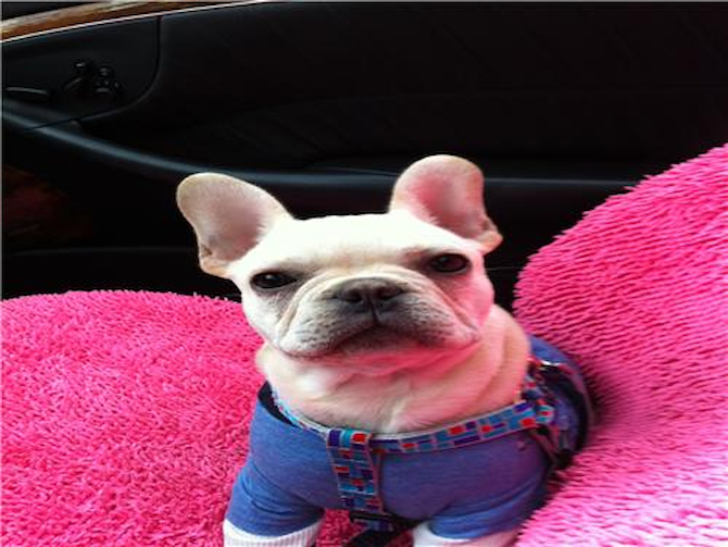 Titus formerly Prince Pierre - French Bulldog Puppy For Sale Premier Pups Titus formerly Prince Pierre - French Bulldog Puppy For Sale Premier Pups
