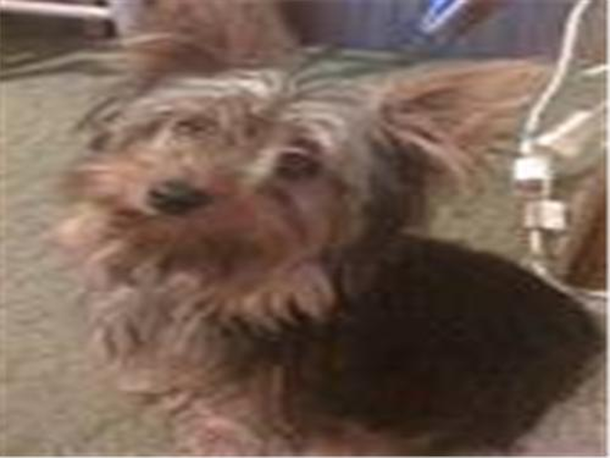 Tebow - Yorkshire Terrier Puppy For Sale Premier Pups Tebow - Yorkshire Terrier Puppy For Sale Premier Pups