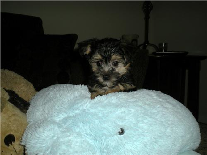 Mable formerly Sasha - Morkie Puppy For Sale Premier Pups Mable formerly Sasha - Morkie Puppy For Sale Premier Pups