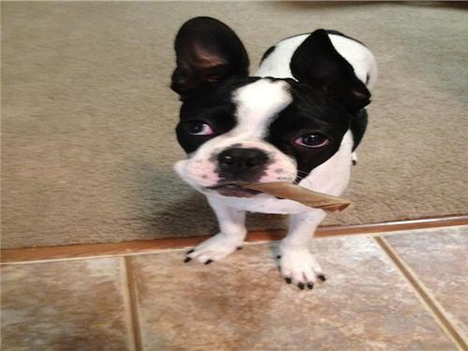 Popeye - Boston Terrier Puppy For Sale Premier Pups Popeye - Boston Terrier Puppy For Sale Premier Pups