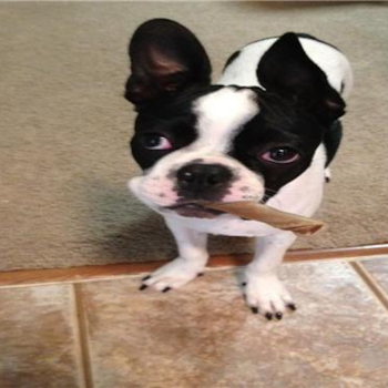 Popeye, a Boston Terrier puppy from Miamisburg, Ohio 