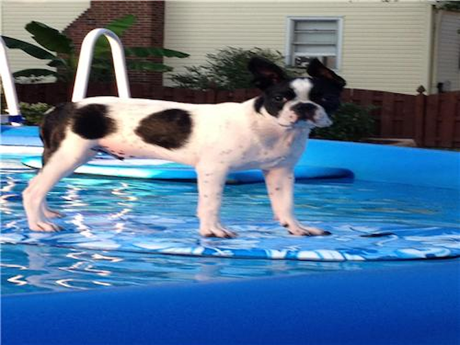 Popeye - Boston Terrier Puppy For Sale Premier Pups Popeye - Boston Terrier Puppy For Sale Premier Pups