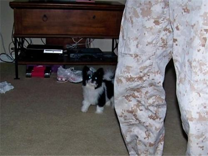 Layla the pomapoo - Mixed breeds Puppy For Sale Premier Pups Layla the pomapoo - Mixed breeds Puppy For Sale Premier Pups