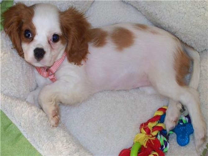 Molly - Cavalier King Charles Spaniel Puppy For Sale Premier Pups Molly - Cavalier King Charles Spaniel Puppy For Sale Premier Pups