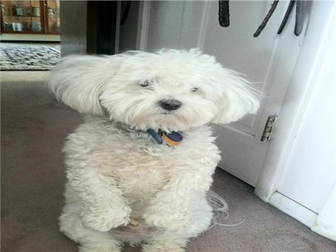 Oliver - Maltipoo Puppy For Sale Premier Pups Oliver - Maltipoo Puppy For Sale Premier Pups