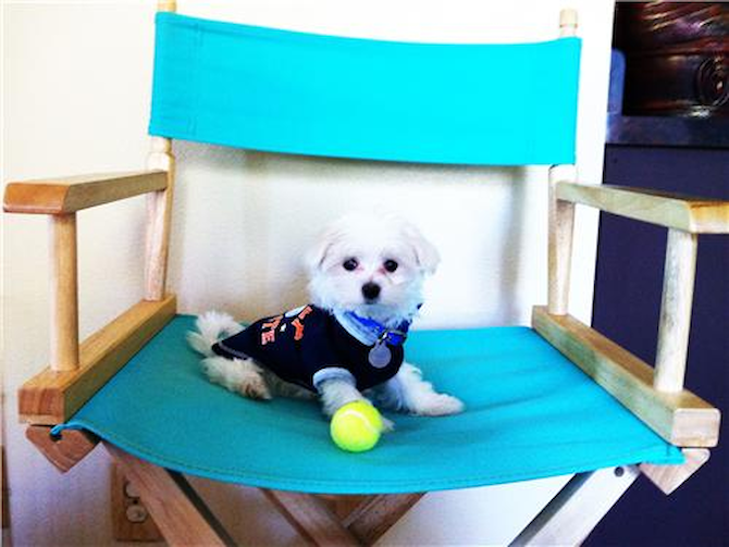 Bella (was Dolly) - Maltese Puppy For Sale Premier Pups Bella (was Dolly) - Maltese Puppy For Sale Premier Pups