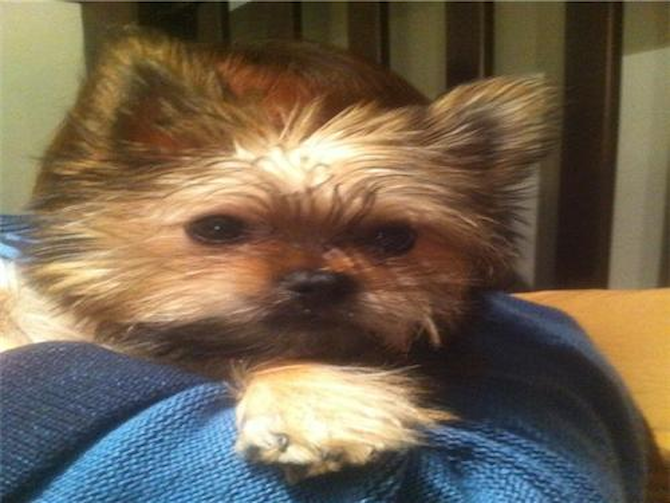Jewel - Yorkie Pom Puppy For Sale Premier Pups Jewel - Yorkie Pom Puppy For Sale Premier Pups