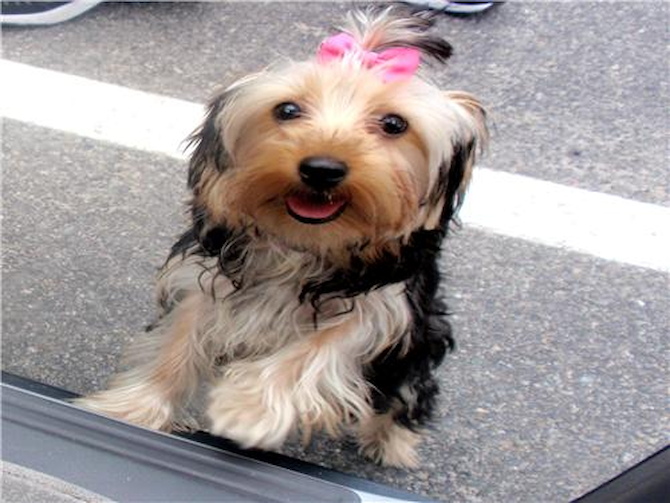 Lisa - Yorkshire Terrier Puppy For Sale Premier Pups Lisa - Yorkshire Terrier Puppy For Sale Premier Pups