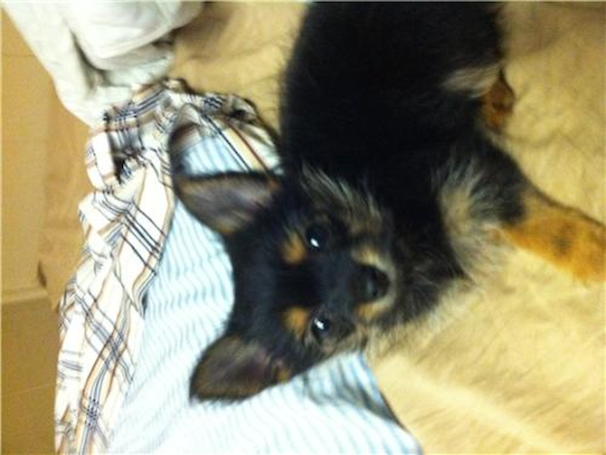 Ella - Yorkie Pom Puppy For Sale Premier Pups Ella - Yorkie Pom Puppy For Sale Premier Pups