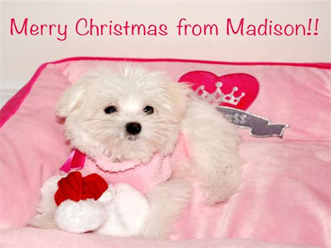 Laura Bonomo Gauna - Maltese Puppy For Sale Premier Pups Laura Bonomo Gauna - Maltese Puppy For Sale Premier Pups