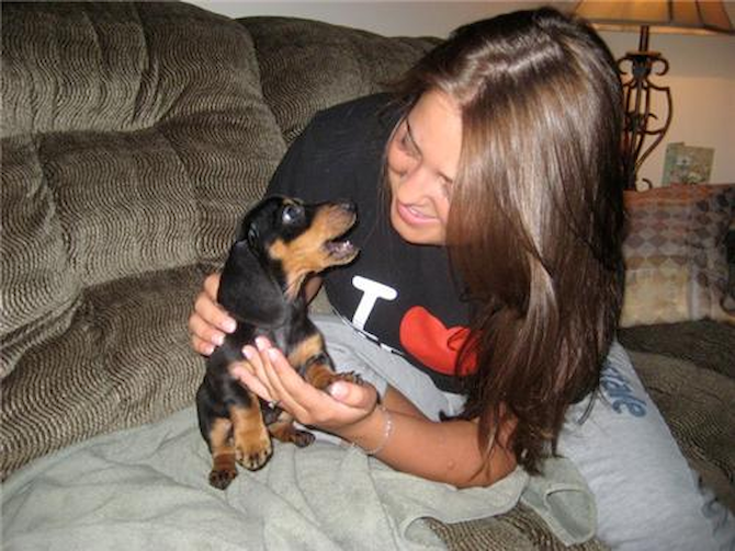 Molly - Dachshund Puppy For Sale Premier Pups Molly - Dachshund Puppy For Sale Premier Pups