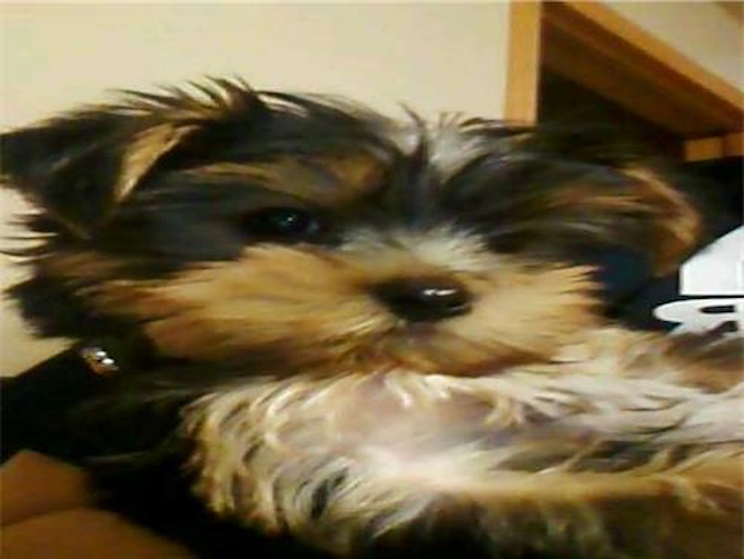 izzy - Yorkshire Terrier Puppy For Sale Premier Pups izzy - Yorkshire Terrier Puppy For Sale Premier Pups