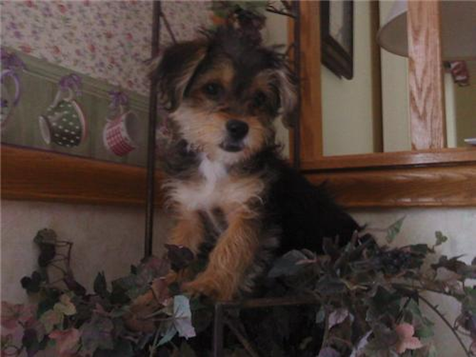 Molly f.k.a. Sasha - Morkie Puppy For Sale Premier Pups Molly f.k.a. Sasha - Morkie Puppy For Sale Premier Pups