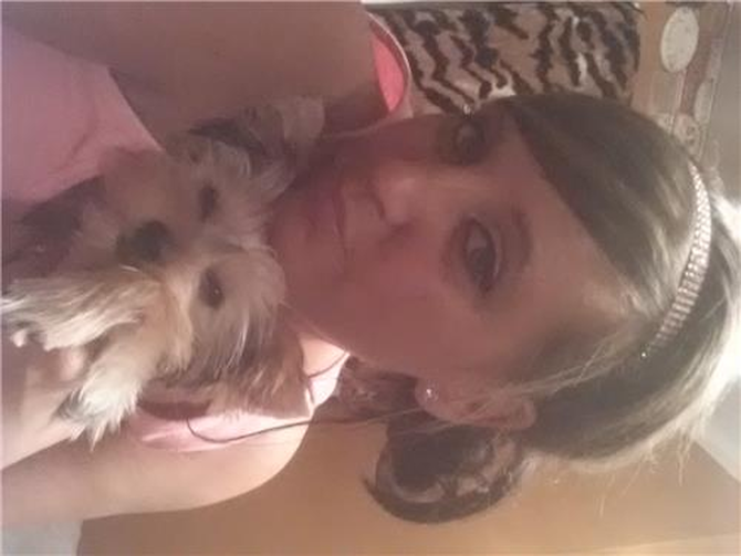 Sugar - Yorkshire Terrier Puppy For Sale Premier Pups Sugar - Yorkshire Terrier Puppy For Sale Premier Pups