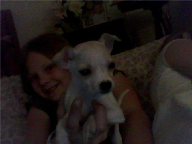 smokey - Chihuahua Puppy For Sale Premier Pups smokey - Chihuahua Puppy For Sale Premier Pups
