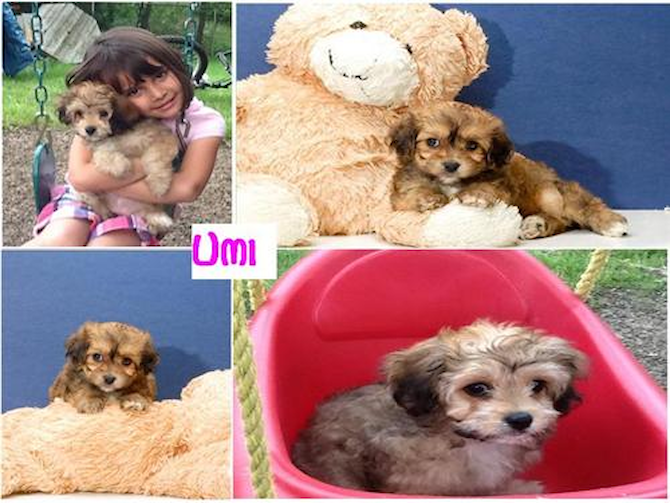 Umi - Cavachon Puppy For Sale Premier Pups Umi - Cavachon Puppy For Sale Premier Pups