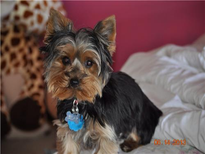 Bear - Yorkshire Terrier Puppy For Sale Premier Pups Bear - Yorkshire Terrier Puppy For Sale Premier Pups
