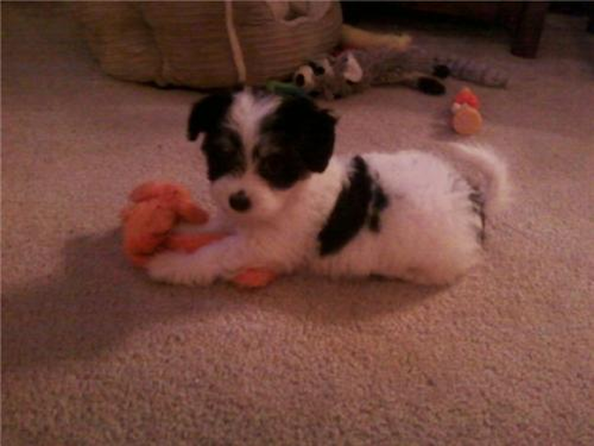 Snookie - Havanese Puppy For Sale Premier Pups Snookie - Havanese Puppy For Sale Premier Pups
