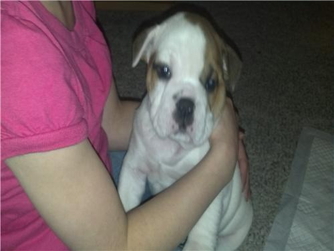 Mimi - English Bulldog Puppy For Sale Premier Pups Mimi - English Bulldog Puppy For Sale Premier Pups