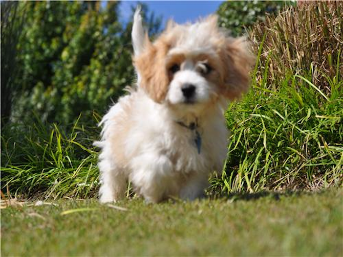 Dyson - Cavachon Puppy For Sale Premier Pups Dyson - Cavachon Puppy For Sale Premier Pups