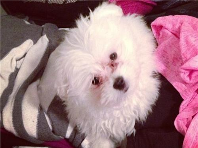 Kevin - Maltipom Puppy For Sale Premier Pups Kevin - Maltipom Puppy For Sale Premier Pups