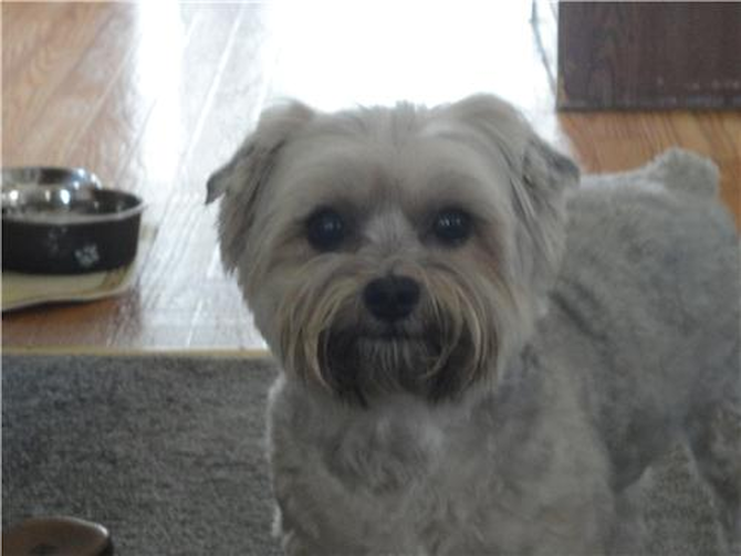 Puppers - Morkie Puppy For Sale Premier Pups Puppers - Morkie Puppy For Sale Premier Pups