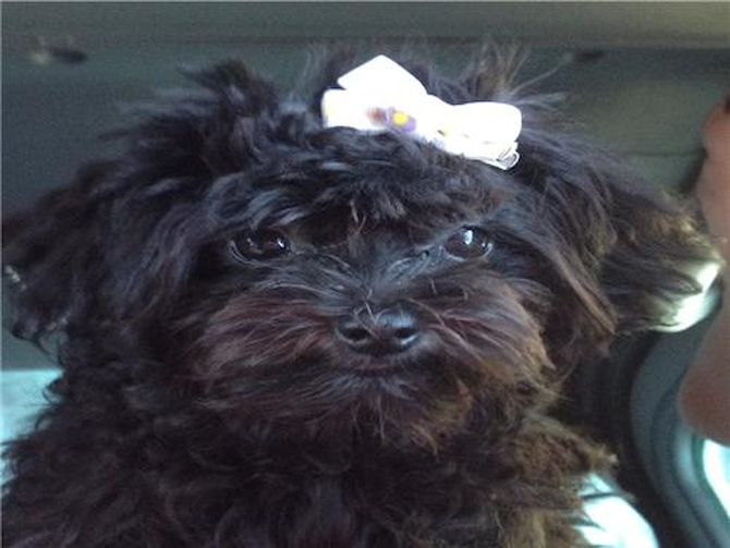 Pebbles - Yorkie Poo Puppy For Sale Premier Pups Pebbles - Yorkie Poo Puppy For Sale Premier Pups