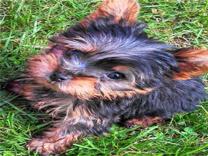 Peluche - Yorkshire Terrier Puppy For Sale Premier Pups Peluche - Yorkshire Terrier Puppy For Sale Premier Pups