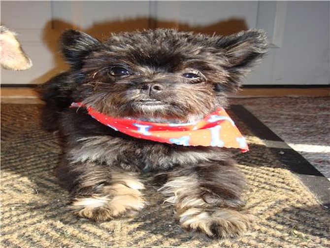 Bentley(was Sam) - Morkie Puppy For Sale Premier Pups Bentley(was Sam) - Morkie Puppy For Sale Premier Pups