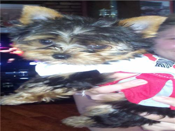 Bella - Yorkshire Terrier Puppy For Sale Premier Pups Bella - Yorkshire Terrier Puppy For Sale Premier Pups