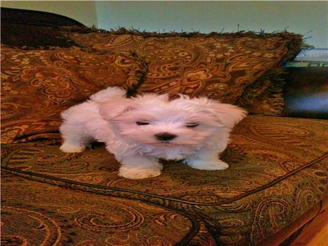 peanut - Maltese Puppy For Sale Premier Pups peanut - Maltese Puppy For Sale Premier Pups